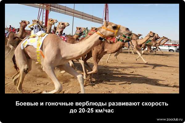  Боевые и гоночные верблюды развивают скорость до 20-25 км/час