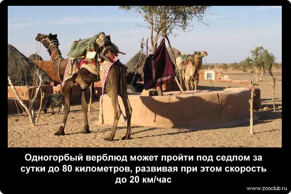  Одногорбый верблюд может пройти под седлом за сутки до 80 километров, развивая при этом скорость до 20 км/час