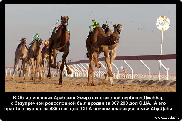 В Объединенных Арабских Эмиратах скаковой верблюд Джаббар с безупречной родословной был продан за 907 200 дол США. А его брат был куплен за 435 тыс. дол. США членом правящей семьи Абу-Даби