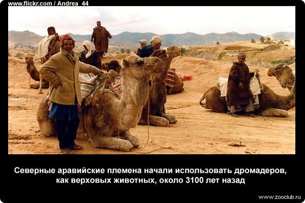  Северные аравийские племена начали использовать дромадеров, как верховых животных, около 3100 лет назад