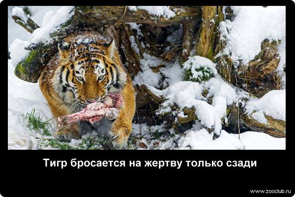  Тигр бросается на жертву только сзади