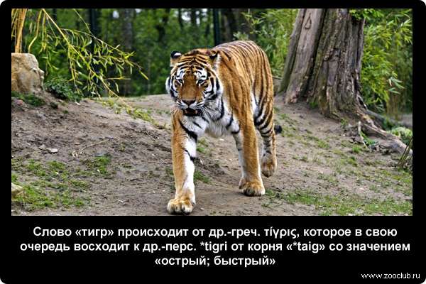  Слово тигр происходит от древне-греческого слова, которое в свою очередь восходит к др.-перс. tigri от корня taig со значением острый; быстрый