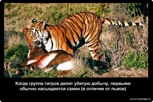  Когда группа тигров делит убитую добычу, первыми обычно насыщаются самки (в отличие от львов)