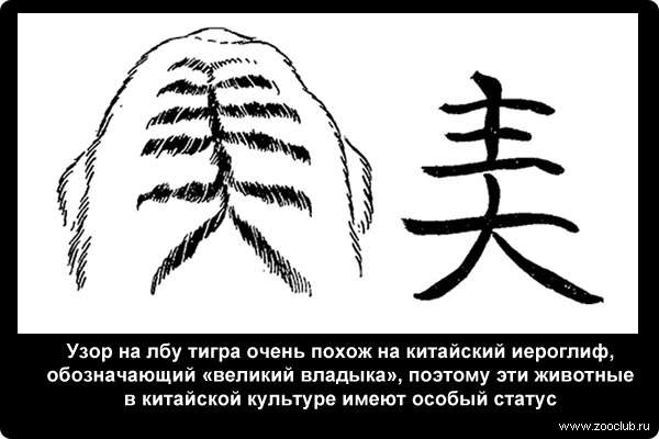  Узор на лбу тигра очень похож на китайский иероглиф, обозначающий великий владыка, поэтому эти животные в китайской культуре имеют особый статус
