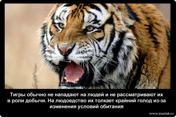  Тигры обычно не нападают на людей и не рассматривают их в роли добычи. На людоедство их толкает крайний голод из-за изменения условий обитания