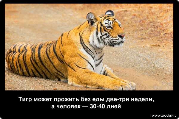  Тигр может прожить без еды две-три недели, а средний человек - 30-40 дней