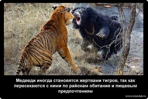  Медведи иногда становятся жертвами тигров, так как пересекаются с ними по районам обитания и пищевым предпочтениям