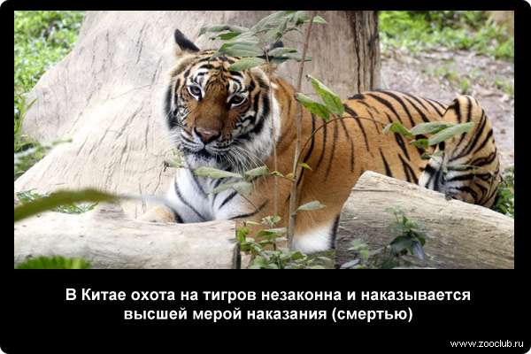  В Китае охота на тигров незаконна и наказывается высшей мерой наказания (смертью)