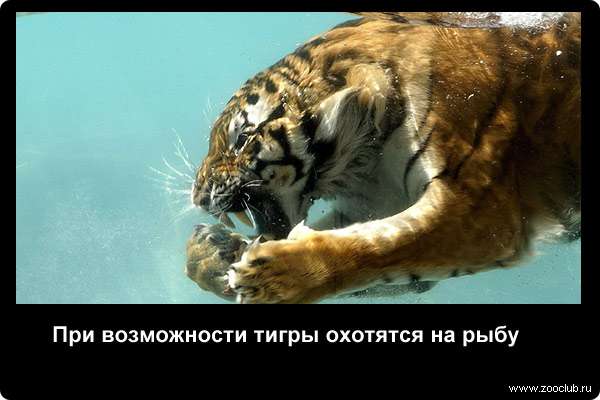  При возможности тигры охотятся на рыбу
