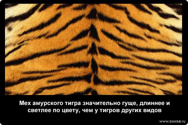  Мех амурского тигра значительно гуще, длиннее и светлее по цвету, чем у тигров других видов