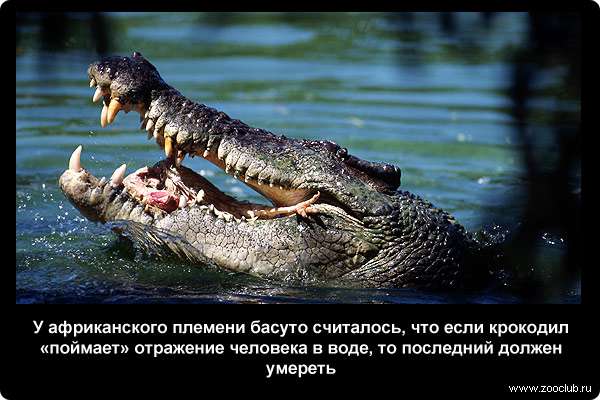  У африканского племени басуто считалось, что если крокодил поймает отражение человека в воде, то последний должен умереть