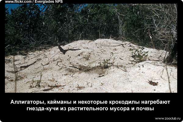 Аллигаторы, кайманы и некоторые крокодилы нагребают гнезда-кучи из растительного мусора и почвы