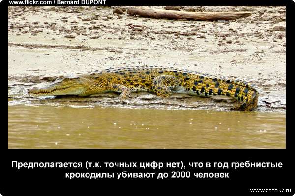  Предполагается (т.к. точных цифр нет), что в год гребнистые крокодилы убивают до 2000 человек