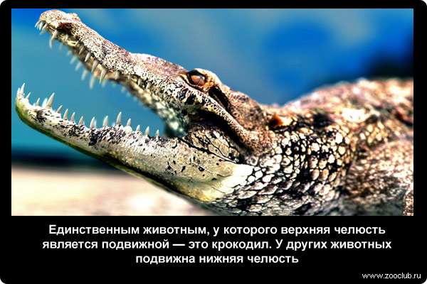  Единственным животным, у которого верхняя челюсть является подвижной - это крокодил. У других животных подвижна нижняя челюсть