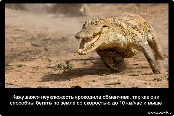  Кажущаяся неуклюжесть крокодила обманчива, так как они способны бегать по земле со скоростью до 10 км/час и выше