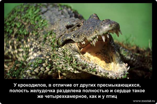  У крокодилов, в отличие от других пресмыкающихся, полость желудочка разделена полностью и сердце такое же четырехкамерное, как и у птиц