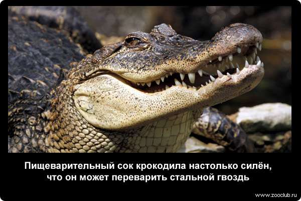  Пищеварительный сок крокодила настолько силён, что он может переварить стальной гвоздь