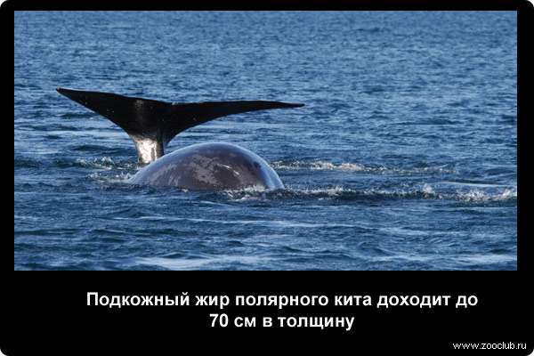 Подкожный жир полярного кита доходит до 70 см в толщину