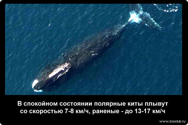 В спокойном состоянии полярные киты плывут со скоростью 7-8 км/час, раненые - до 13-17 км/час