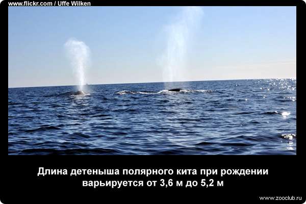  Длина детеныша полярного кита при рождении варьируется от 3,6 м до 5,2 м