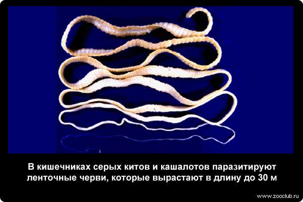  В кишечниках кашалотов паразитируют ленточные черви, которые вырастают в длину до 30 м