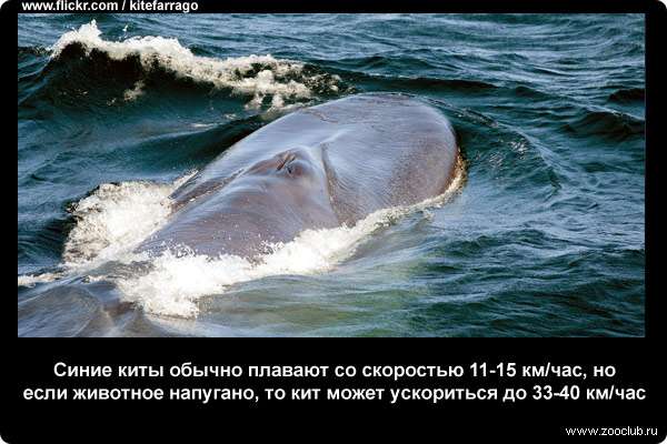  Синие киты обычно плавают со скоростью 11-15 км/ч, но если животное напугано, то кит может ускориться до 33-40 км/ч