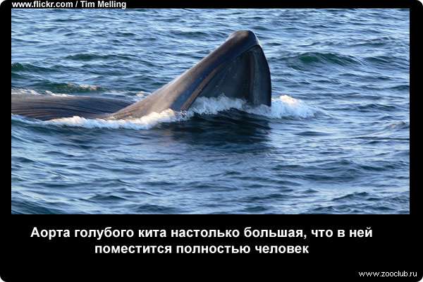  Аорта голубого кита настолько большая, что в ней поместится полностью человек