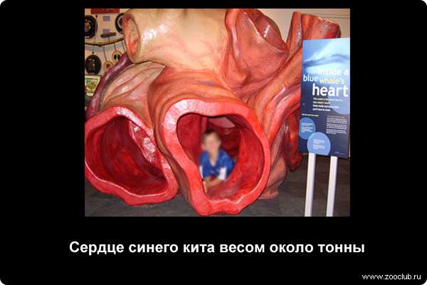  Сердце синего кита весом около тонны