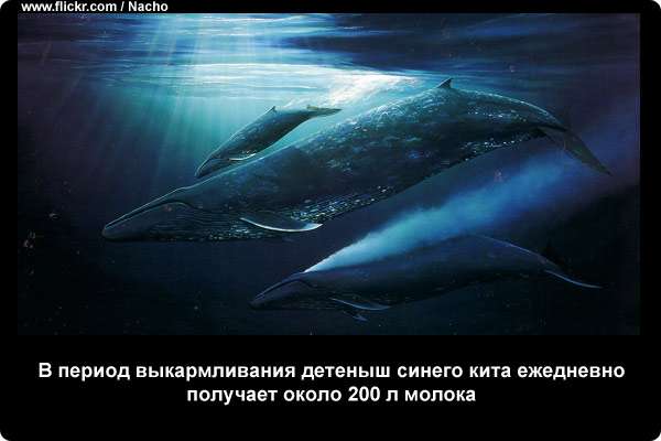  В период выкармливания детеныш синего кита ежедневно получает около 200 л молока