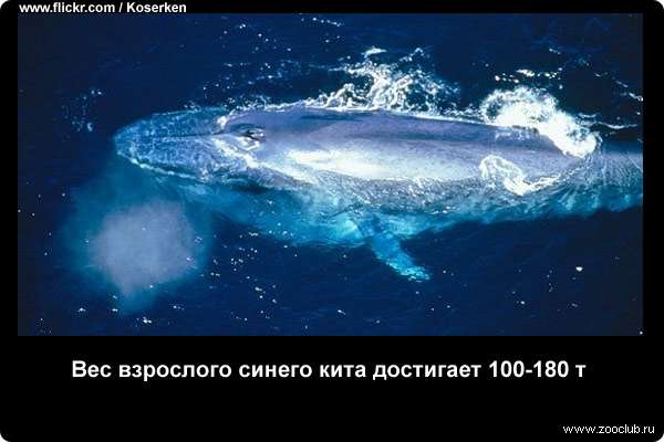  Вес взрослого синего кита достигает 100-180 т