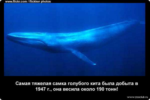  Самая тяжелая самка голубого кита была добыта в 1947 г., она весила около 190 т