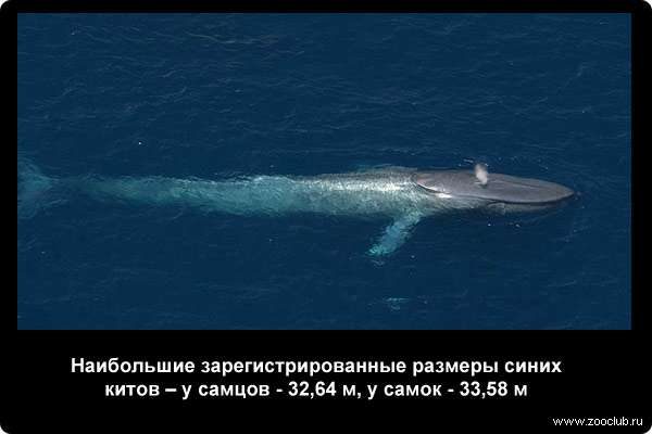  Наибольшие зарегистрированные размеры синих китов - у самцов - 32,64 м, у самок - 33,58 м