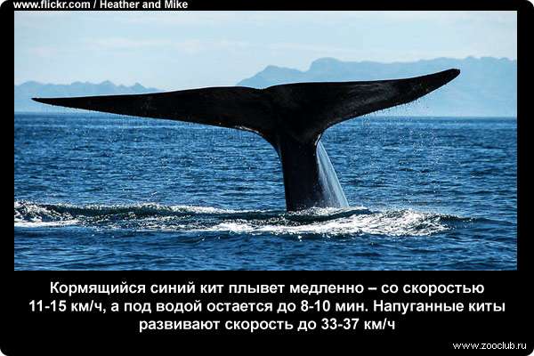  Кормящийся синий кит плывет медленно - со скоростью 11-15 км/ч, а под водой остается до 8-10 мин. Напуганные киты развивают скорость до 33-37 км/ч