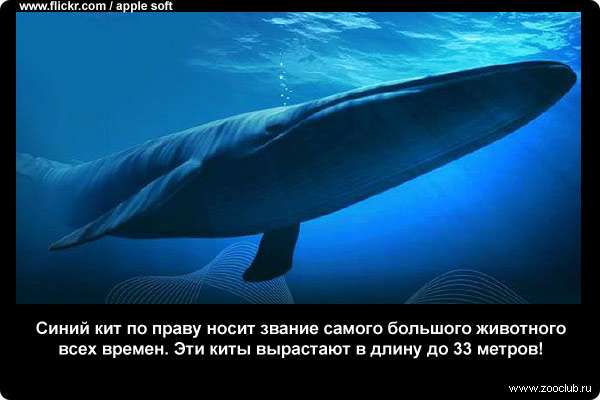  Синий кит по праву носит звание самого большого животного всех времен. Эти животные вырастают в длину до 33 м