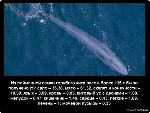  Из пойманной самки голубого кита весом более 136 тонн было получено (т): сало - 36,38, мясо - 61,32, скелет и конечности - 18,59, язык - 3,09, кровь - 8,85, китовый ус с деснами - 1,08, желудок - 0,47, кишечник - 1,49, сердце - 0,43, легкие - 1,09, печень - 1, мочевой пузырь - 0,33