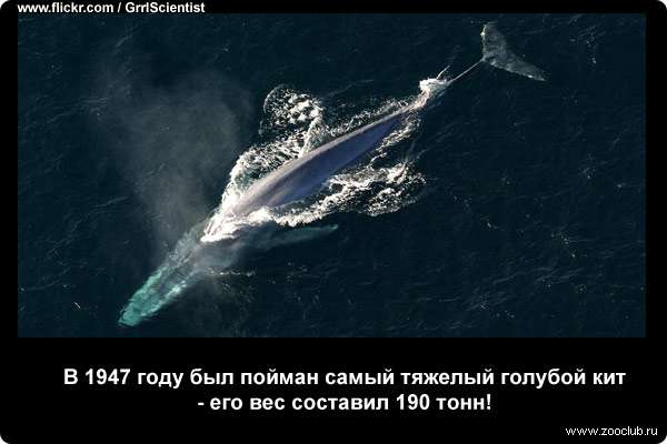  В 1947 г был пойман самый тяжелый голубой кит - его вес составил 190 т