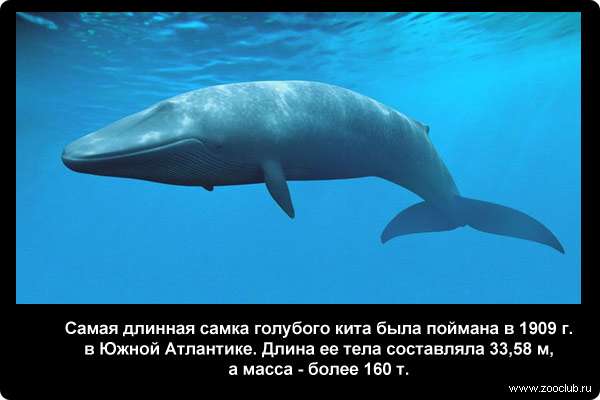  Самая длинная самка голубого кита была поймана в 1909 г. в Южной Атлантике. Длина ее тела составляла 33,58 м, а масса - более 160 т