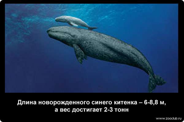  Длина новорожденного синего китенка - 6-8,8 м, а вес достигает 2-3 т