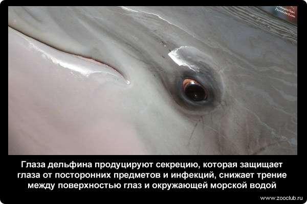  Глаза дельфина продуцируют секрецию, которая защищает глаза от посторонних предметов и инфекций, снижает трение между поверхностью глаз и окружающей морской водой