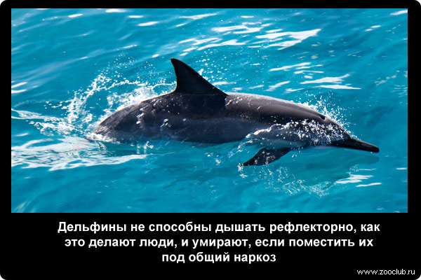  Дельфины не способны дышать рефлекторно, как это делают люди, и умирают, если поместить их под общий наркоз
