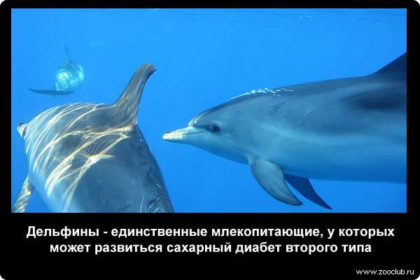  Дельфины - единственные млекопитающие, у которых может развиться сахарный диабет второго типа
