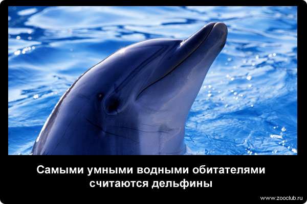  Самыми умными водными обитателями считаются дельфины