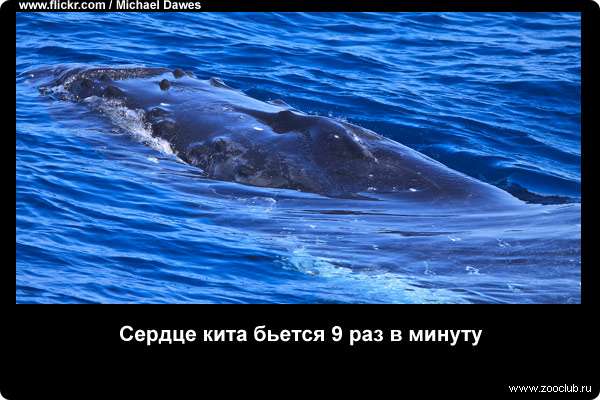  Сердце кита бьется 9 раз в минуту