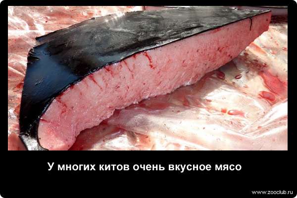  У многих китов очень вкусное мясо