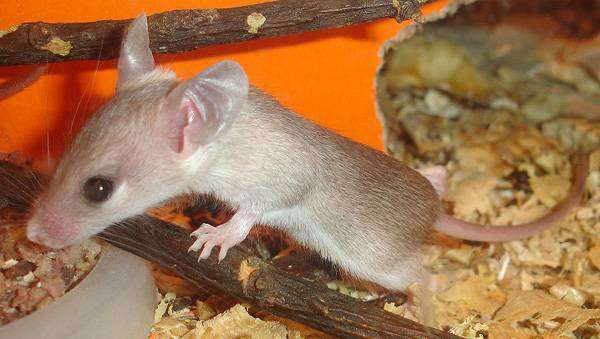 Иглистая мышь, акомис (Acomys cahirinus) фото грызуны фотография