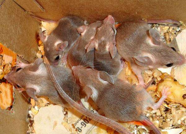 Иглистая мышь, или акомис (Acomys cahirinus) с детенышами, фото мышевидные грызуны фотография
