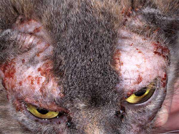 Проявления аллергии на корм у кошки, фото кормление кошек фотография