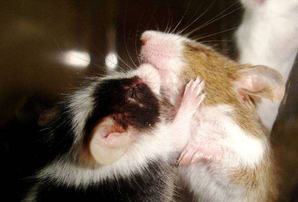Целующиеся мыши, фото содержание мышей фотография грызуны
