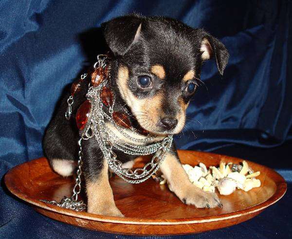 Русский той-терьер щенок, фото породы собак изображение