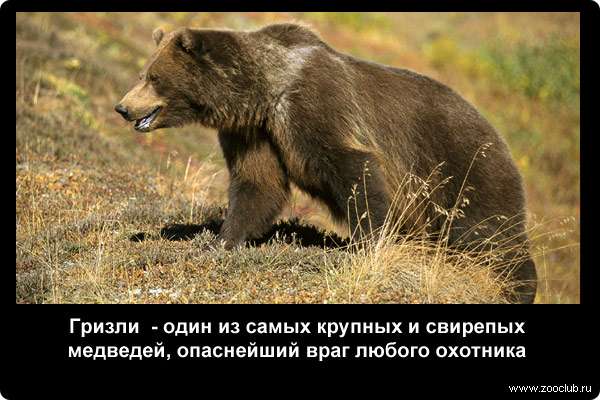 Гризли (Ursus horribilis) - один из самых крупных и свирепых медведей, опаснейший враг любого охотника. 